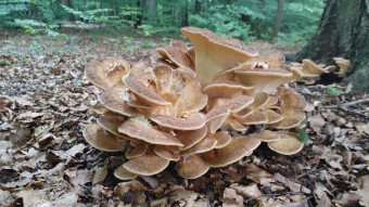 Giant edible mushroom with anti-cancer properties - Giant polypore