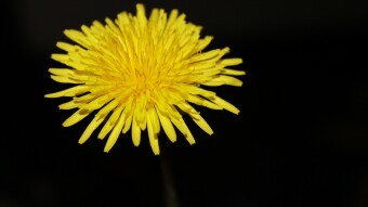 THE HEALING PROPERTIES OF DANDELION (Taraxacum officinale)
