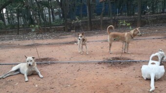 Step in and experience fun times with these active and free spirited doggies