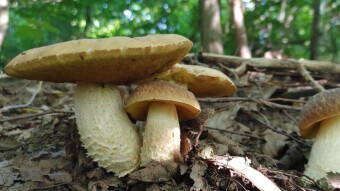Hemileccinum depilatum - A scalloped scallop, a rare edible mushroom.