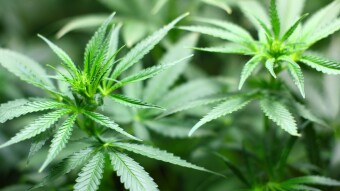 CannaBasics #1: What is THC?