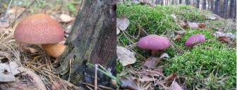 Mushrooms occurring in Europe - Tricholomopsis rutilans