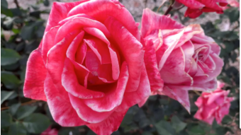 A rose bush of pink roses