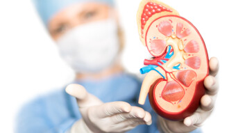 The Many Functions of the Kidney