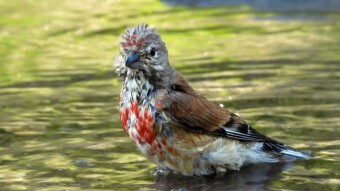Carduelis cannabina - like an artist painter when he was filled with creative inspiration