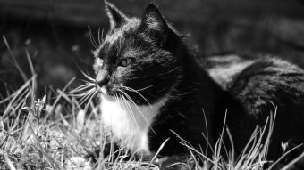 I love photographing animals