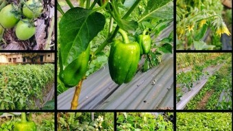 Good seeds yield good crops: A glimpse into the winter vegetable garden