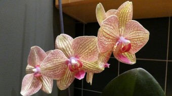 Abandoned, unwanted, saved - my home orchid