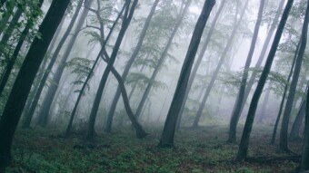 Misty Morning