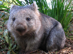 Wombats what do you have special?