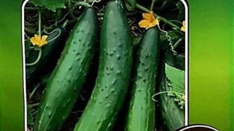 If you take careful care of water, pests, and post-harvest processing, this crop has a lot of promise!