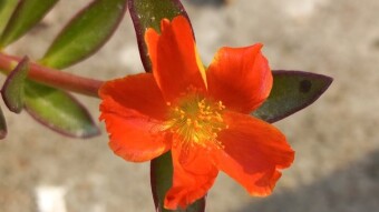 Flower photograpy.