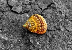 The Shell: A Crown, Safe Place Or Prison?