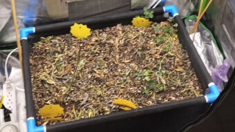 Goldust and assorted chocolates, with soil to help them rocket.
