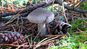 Dirty tricholoma - very tasty summer edible mushroom