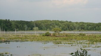 Weekday Nature Walk - Summer Days by the River