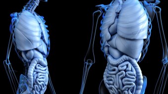 Our newest organ: the interstitium