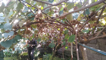 Picking Kiwi on A Beautiful Sunny Day | Side By Side My Friends