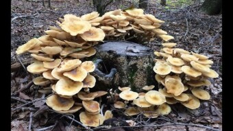 (IJCH) Oh Honey! (The Tasty Mushroom and World's Largest Organism)
