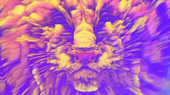 The dog days are over? How was my experience with NFT until here