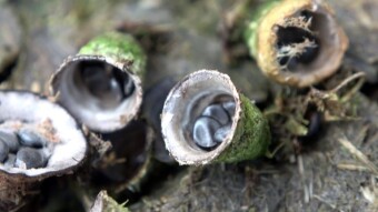 Dung bird's nest (Cyathus stercoreus) - a mushroom like a wasp's nest