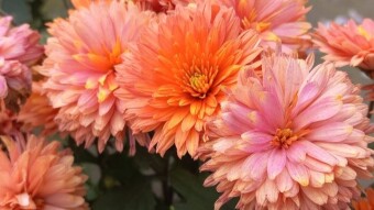 Chandramallika Flower Photography.