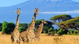 Top 5 Place To Buy Bitcoin In African continent