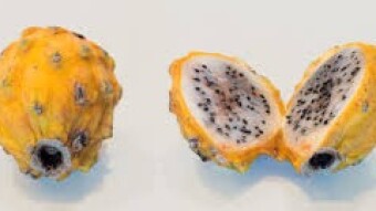 New Preservation Technique Makes Dragon Fruit Last Longer
