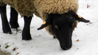 The weather is such that you will not drive the dog out - My Actifit Report Card: February 2 2023
