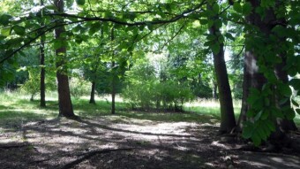 Hot, hot and with no hope of rain - My Actifit Report Card: July 15 2024