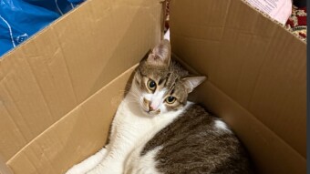 Loco and His Love for Boxes
