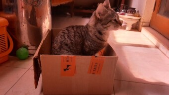 Cat flavoured day at Christmas time with a cat guest at home