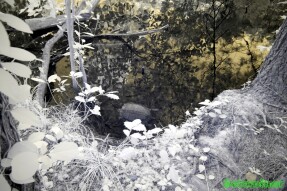 Infrared Photography Single - Turtle in the lake