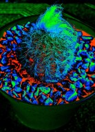 TrippyThursday: Radioactive Thorny!