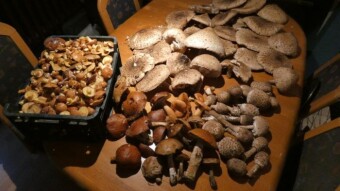 End of the mushroom season, summary and memories from the previous one