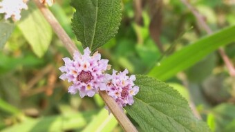 Wild Flower Photography.