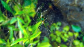 silk-spinning Hunting web