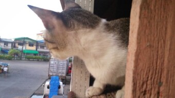 Cat's Eye View