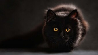 De noche todos los gatos son pardos