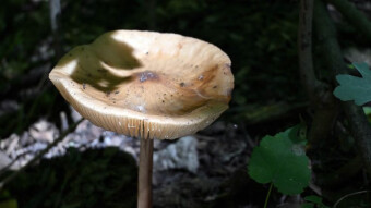 Rain-loving summer fungi - Beech rooter and Sheathed woodtuft