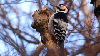 White-backed woodpecker, a beauty among woodpeckers