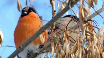 Bullfinch (Pyrrhula pyrrhula) is a frequent visitor to our feeders in winter