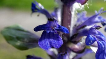 Ajuga genevensis, a beautiful flower with extraordinary properties