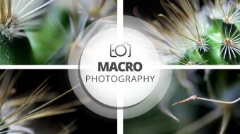 Macro Photography Session | Cacti and their thorny dimensions