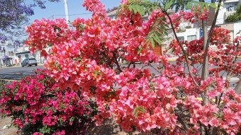 Beautiful bougainvillea / hermosas bugambilias