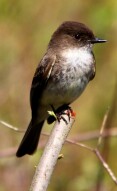 Eastern Phoebe (Sayornis phoebe)