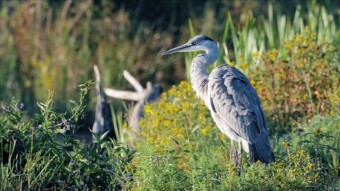 Gray Heron in Europe and my travels around Zanzibar