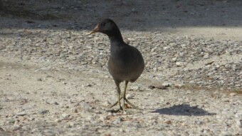 Common moorhen with noble, dignified demeanor