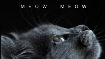 CrapGotPublished - Meow: 100 pages of "Meow" entirely filled with the word "meow" - written by cat, for cats and cats enthusiasts