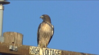 Hawk